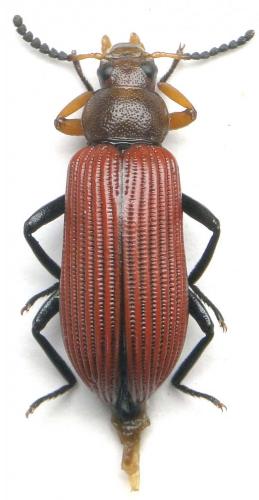 Strongylium flavipenne