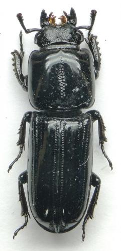 Figulus sublaevis