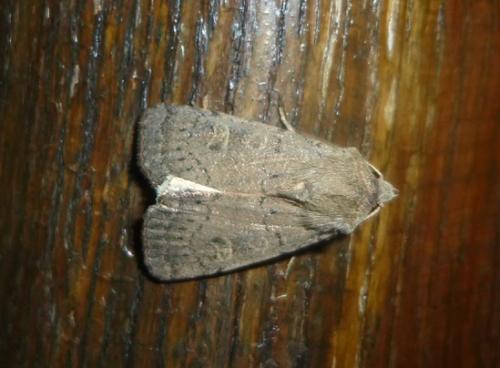 Xestia xanthographa