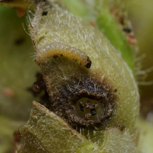 Stenoptilia grisescens