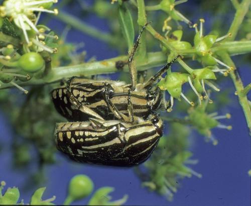 Réf. 110 230 : Rhabdotis sobrina