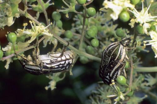 Réf. 110 231 : Rhabdotis sobrina