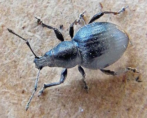Otiorhynchus atroapterus