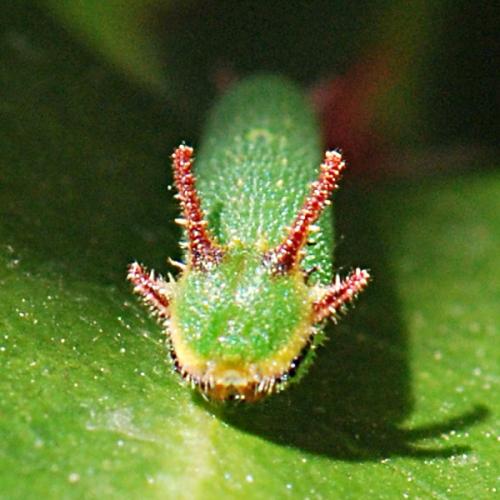 Charaxes jasius
