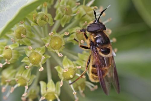 Callicera spinolae