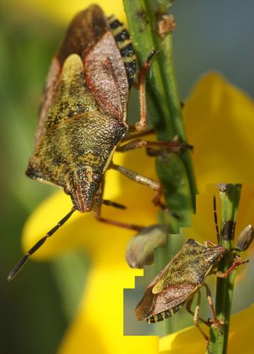Carpocoris purpureipennis