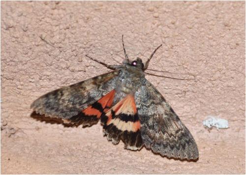 Réf. 110 615 : Catocala elocata