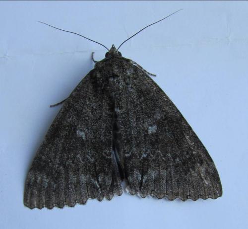 Réf. 110 946 : Catocala fraxini