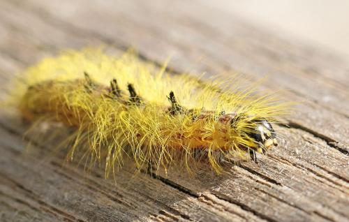 Acronicta leporina