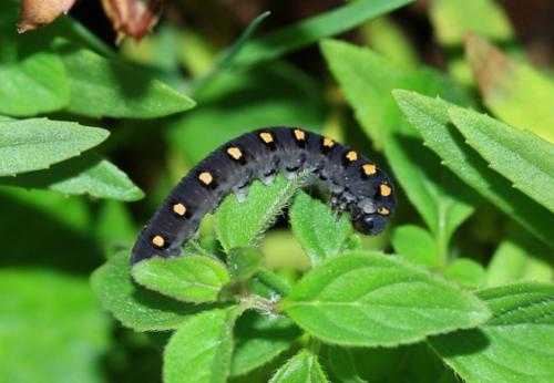 Tenthredo marginella