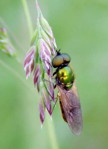 Réf. 110 111 : Chloromyia formosa
