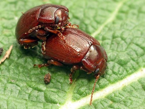 Chrysolina staphylaea