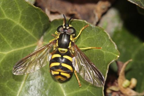Réf. 110 867 : Chrysotoxum intermedium