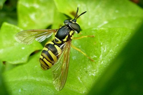 Chrysotoxum verralli