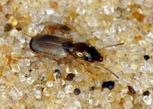 Réf. 110 030 : Cillenus lateralis
