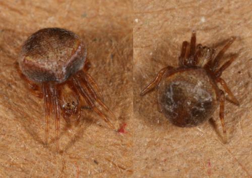 Réf. 110 314 : Araneus sp.
