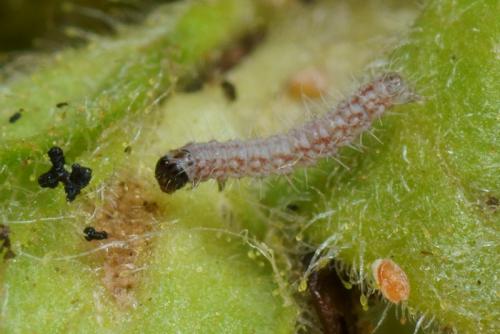 Réf. 110 515 : Stenoptilia grisescens