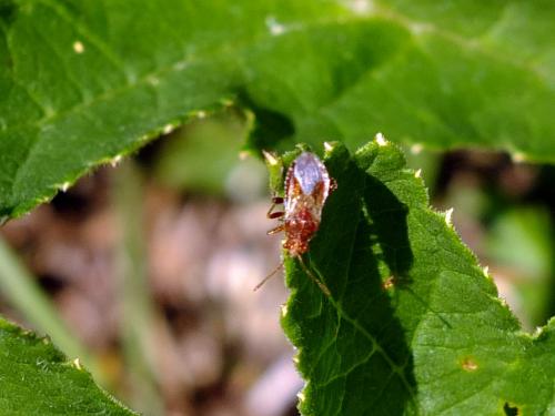 Rhopalus sp.