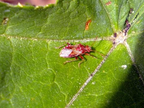 Réf. 110 636 : Rhopalus sp.