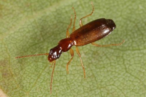Réf. 110 608 : Paradromius linearis