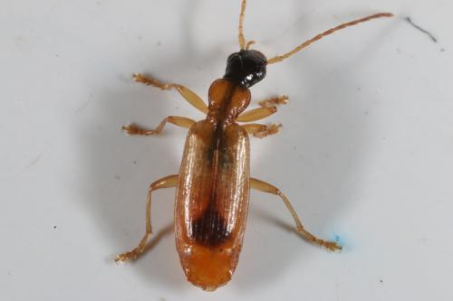 Réf. 110 984 : Demetrias monostigma