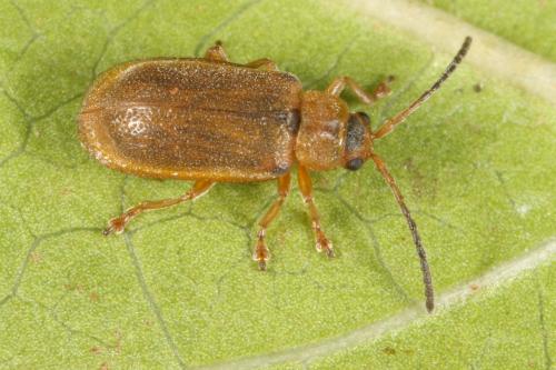 Réf. 110 747 : Galerucella sp.