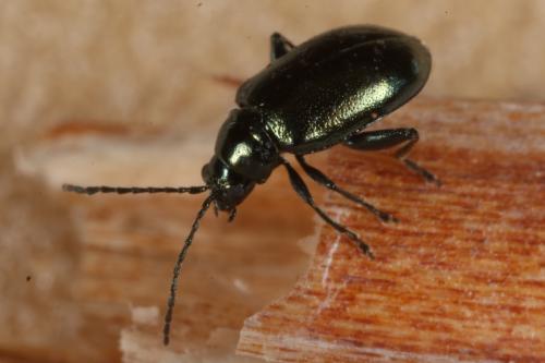 Réf. 110 793 : Altica sp.