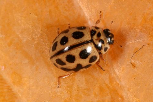 Tytthaspis sedecimpunctata