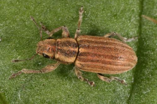 Sitona lineatus