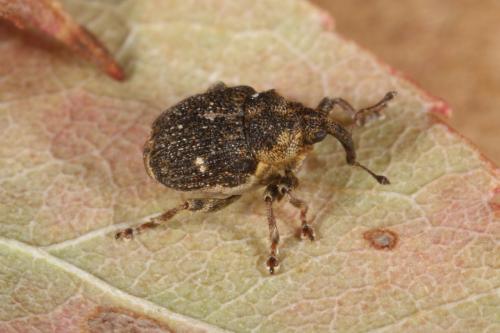 Réf. 110 792 : Nedyus quadrimaculatus