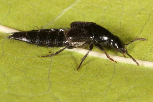 Réf. 110 750 : Quedius sp.