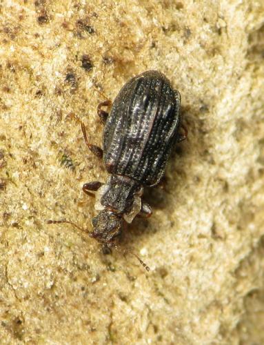 Réf. 110 346 : Cartodere nodifer