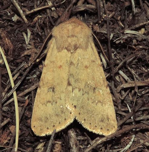 Dichagyris constanti