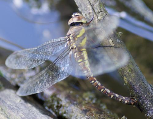 Aeshna mixta