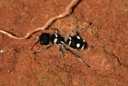 Réf. 110 212 : Hoplomutilla xanthocerata