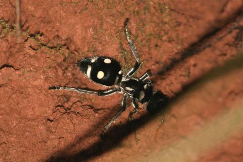 Hoplomutilla xanthocerata