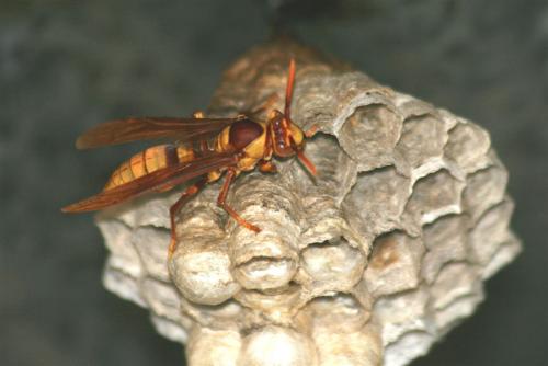 Polistes carnifex