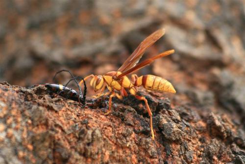 Polistes carnifex