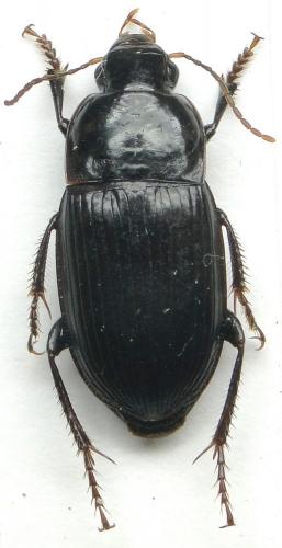 Réf. 110 989 : Cryptophonus melancholicus