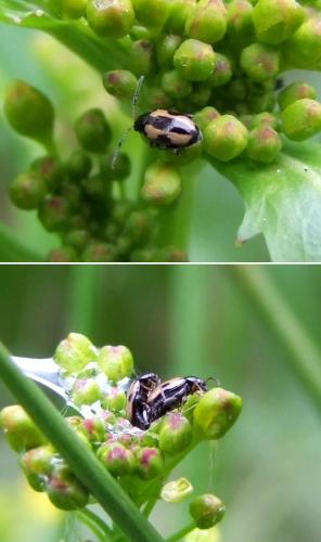 Phyllotreta ochripes