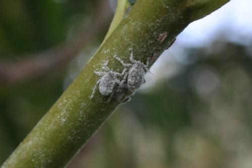 Plocamaphis flocculosa