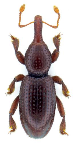 Ferreria marqueti