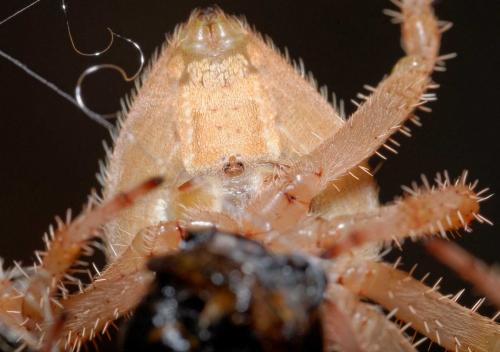 Réf. 110 143 : Araneus pallidus