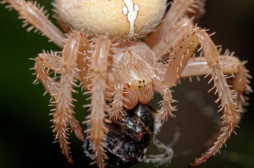Araneus pallidus