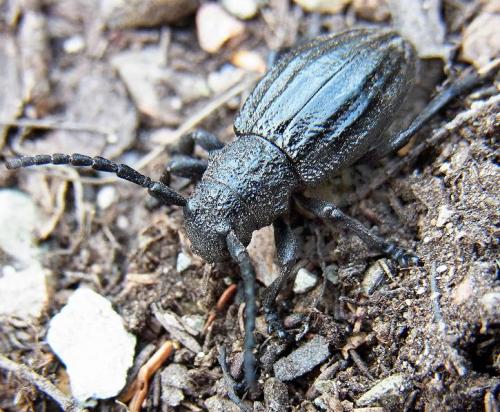 Iberodorcadion seoanei seoanei