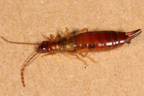 Apterygida media