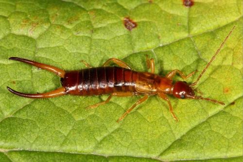 Apterygida media