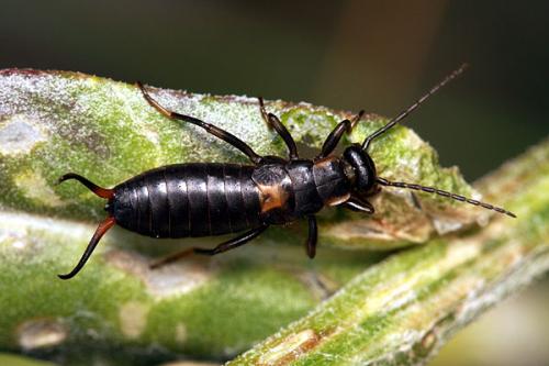 Anechura bipunctata