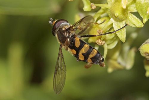 Réf. 110 654 : Didea fasciata