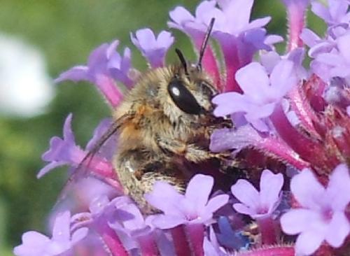 Anthophora pubescens